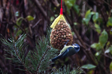Vogel bei Herbstwetter in Natur