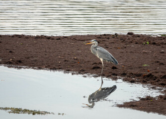 heron britain's tallest bird reflecting in the water