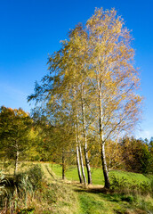 trees in autumn - 548260729