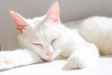 Fototapeta na wymiar White purebred cat sleeps on white windowsill in rays of sun. Japanese Bobtail cat lies on white surface and closed her eyes. Clean and neat cat rests in cozy and warm place.