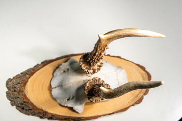 skeletonized antler on a wooden board with text space to hang it on the wall.