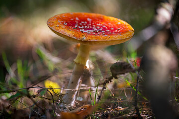 Fliegenpilz closeup