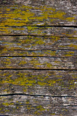 Abstract background. Old wooden board with cracks covered with moss. Dilapidated wood. Smooth textured surface