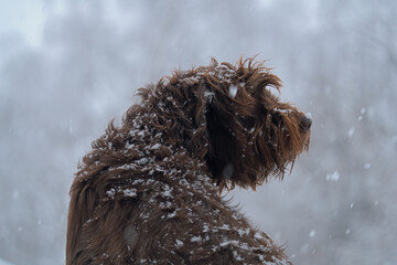 a portrait of a dog, a pudelpointer, at a snowy winter day , snowflakes on the dog nose
