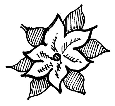 Christmas plant icon freehand drawn