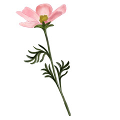 Pink flower watercolor