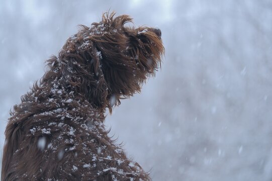 รูปภาพPudelpointer – เลือกดูภาพถ่ายสต็อก เวกเตอร์ และวิดีโอ452 | Adobe ...