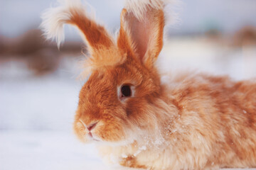A red fluffy rabbit in the snow in nature. The symbol of the new year.