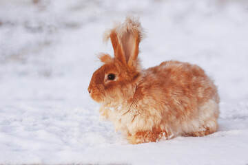 A red fluffy rabbit in the snow in nature. The symbol of the new year.