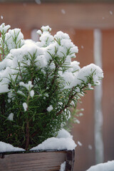 rosemary plants on the balcony at a snowy winter day