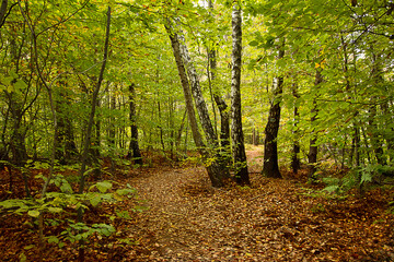 an autumn landscape. View of an autumn forest with yellow leaves