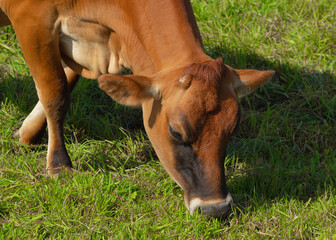 Naklejka na ściany i meble Headshot of a brown bull grazing in pasture