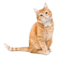 Fototapeta cute ginger cat sitting and looking at the camera ,isolated on white background obraz