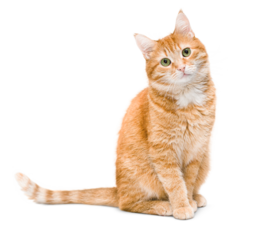 cute ginger cat sitting and looking at the camera ,isolated on white background