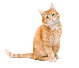 Foto op Canvas cute ginger cat sitting and looking at the camera ,isolated on white background © Ирина Гутыряк