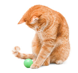 ginger cat sits and plays with a ball on a white isolated background © Ирина Гутыряк
