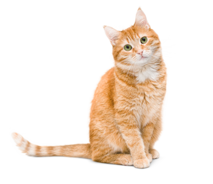 cute ginger cat sitting and looking at the camera ,isolated on white background