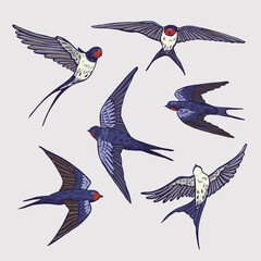 Swallow bird vector illustartions set.