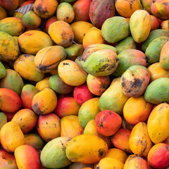 Organic fruit mango in Colombian market square - Mangifera indica