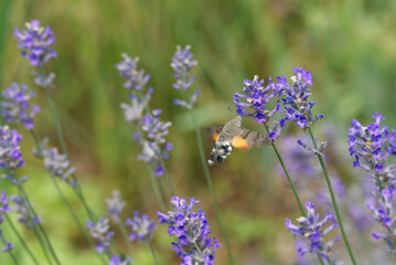 Hummingbird hawk-moth (Macroglossum stellatarum) in flight in Zurich, Switzerland