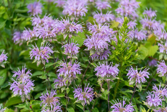 Wild Bergamot Growing In The Garden In Summer