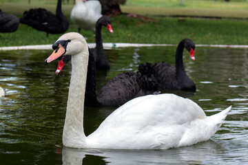 Fototapeta premium White and black swans in the wild. Bird watching.