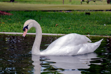 White swan on the pond... Graceful birds in the wild.