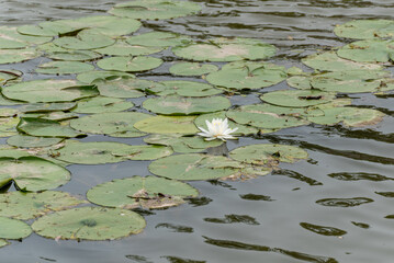 White Water Lily Growing On Lily Pads In Summer