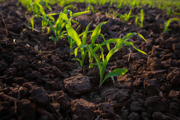 young green maize corn in the agricultural cornfield wets with dew in the morning, animal feed...