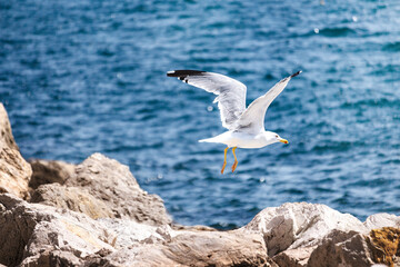 Seagul Flying Off The Coast