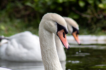 Fototapeta premium Portrait of a white swan.. Graceful birds in the wild.