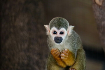 Monkey, long tail in tropic forest. Squirrel monkey, Saimiri oerstedii, sitting on the tree trunk