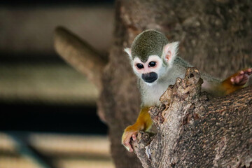 Fototapeta premium Monkey, long tail in tropic forest. Squirrel monkey, Saimiri oerstedii, sitting on the tree trunk