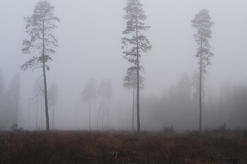 Silhouette of trees with fog in forest