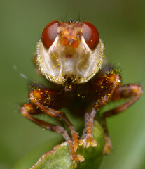 Close up of the larvae offspring of a Thick-headed fly, Conopidae, sitting on a flower