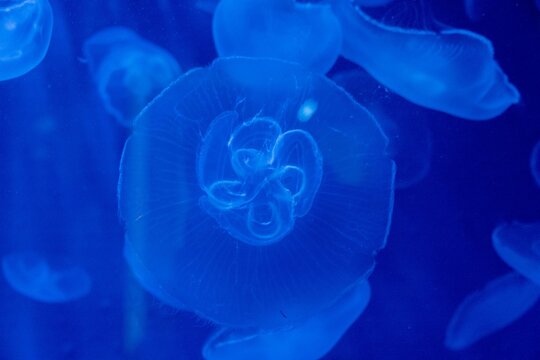 Closeup shot of jellifish in aquarium with simple blue background