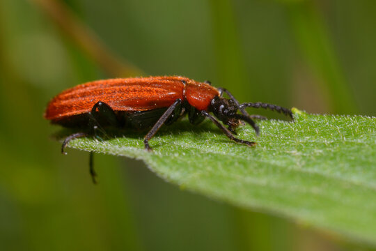 Net-winged beetle, Lycidae, sitting on a plant