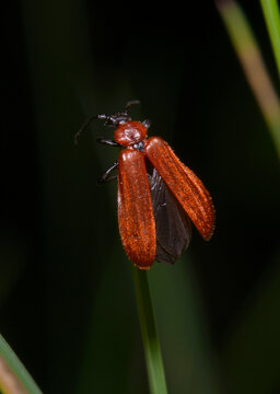 Net-winged beetle, Lycidae, sitting on a plant