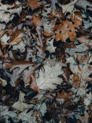 leaves on the ground
