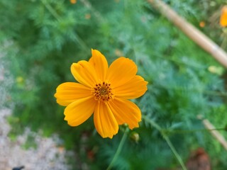 Beautiful cosmos flowers blooming in garden.