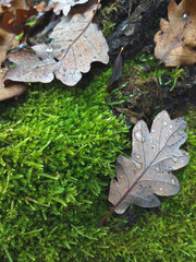 leaves on the ground