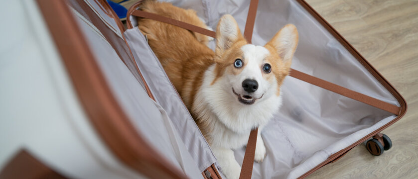 Corgi dog in a travel suitcase. Assembling things.