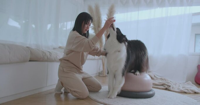Young woman animal trainer play with her smart border collie dog balancing on an inflatable rubber ball. Cute black and white dog training stamina and agility with sports equipment special exercise.
