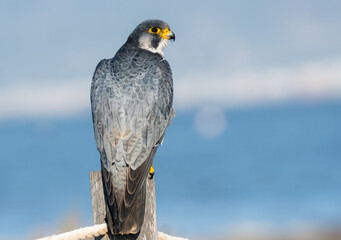 peregrine falcon