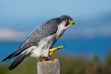 peregrine falcon