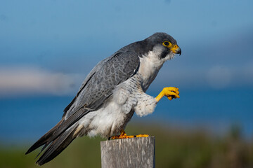 peregrine falcon