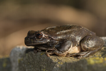 mediterranean tree frog
