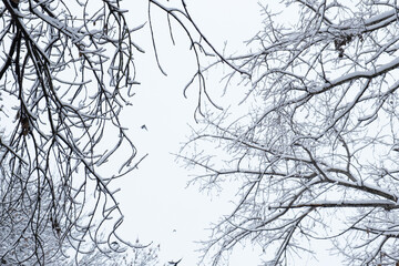 Tree branches are covered with a layer of the first snow. Hello winter concept
