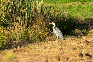 Great blue heron on a sunny morning at the water's edge. Reeds form the background. one animal, landscape