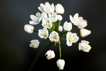 Flor blanca de jardín en ramo sobre fondo oscuro 